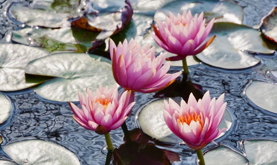 Een prachtige vijver met vijverbakken in een sfeervolle tuin, omringd door groene planten en bloemen.